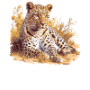 Amur Leopard Amurleoparden Amurleopard