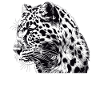 Amur Leopard Amurleoparden Amurleopard