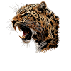 Amur Leopard Amurleoparden Amurleopard