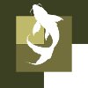 Pêche aux carpes koï