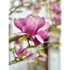 Magnolie in Pink
