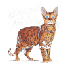 Katze Bengal Geschenk