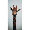 Funny Giraffe