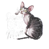 Katze Devon Rex Geschenk