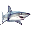 Shark