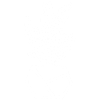 White Cactus