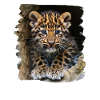 Amur Leopard Amurleoparden Amurleopard