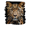 Amur Leopard Amurleoparden Amurleopard
