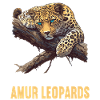 Amur Leopard Amurleoparden Amurleopard