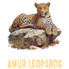 Amur Leopard Amurleoparden Amurleopard