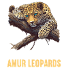Amur Leopard Amurleoparden Amurleopard