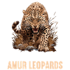 Amur Leopard Amurleoparden Amurleopard