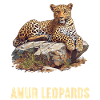 Amur Leopard Amurleoparden Amurleopard