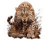Amur Leopard Amurleoparden Amurleopard