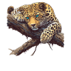 Amur Leopard Amurleoparden Amurleopard
