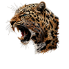 Amur Leopard Amurleoparden Amurleopard