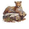 Amur Leopard Amurleoparden Amurleopard