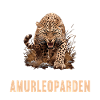 Amur Leopard Amurleoparden Amurleopard
