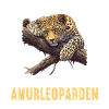 Amur Leopard Amurleoparden Amurleopard