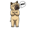 Cairn terrier hund