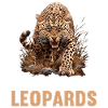 Leoparden Leopard