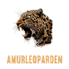 Amur Leopard Amurleoparden Amurleopard