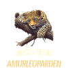 Amur Leopard Amurleoparden Amurleopard