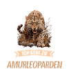 Amur Leopard Amurleoparden Amurleopard