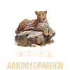 Amur Leopard Amurleoparden Amurleopard