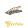 Leopard Gecko Reptile Pet Gecko