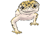 Leopard Gecko Reptile Pet Gecko
