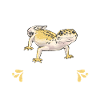 Leopardgecko Reptil Haustier Gecko