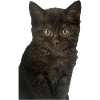 Enchanted Kitten