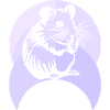 Hamster Rodent