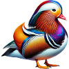 Mandarin duck