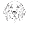 Line Art Setter Setters Anglais