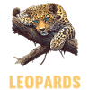 Leoparden Leopard