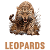 Leoparden Leopard