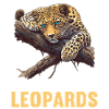 Leoparden Leopard