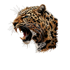 Leoparden Leopard