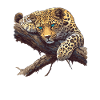 Leoparden Leopard