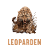 Léopard léopard