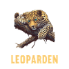Leoparden Leopard