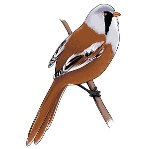 Bearded Reedling