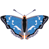 Butterfly Greater Schiller Butterfly