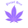 Purpel Haze text