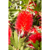 red bottlebrush (Karminrote Zylinderputzer)