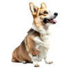 Terrier Welsh Dad