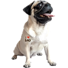 Pug Dad Papa