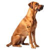 Ridgeback Rhodesian Rapa